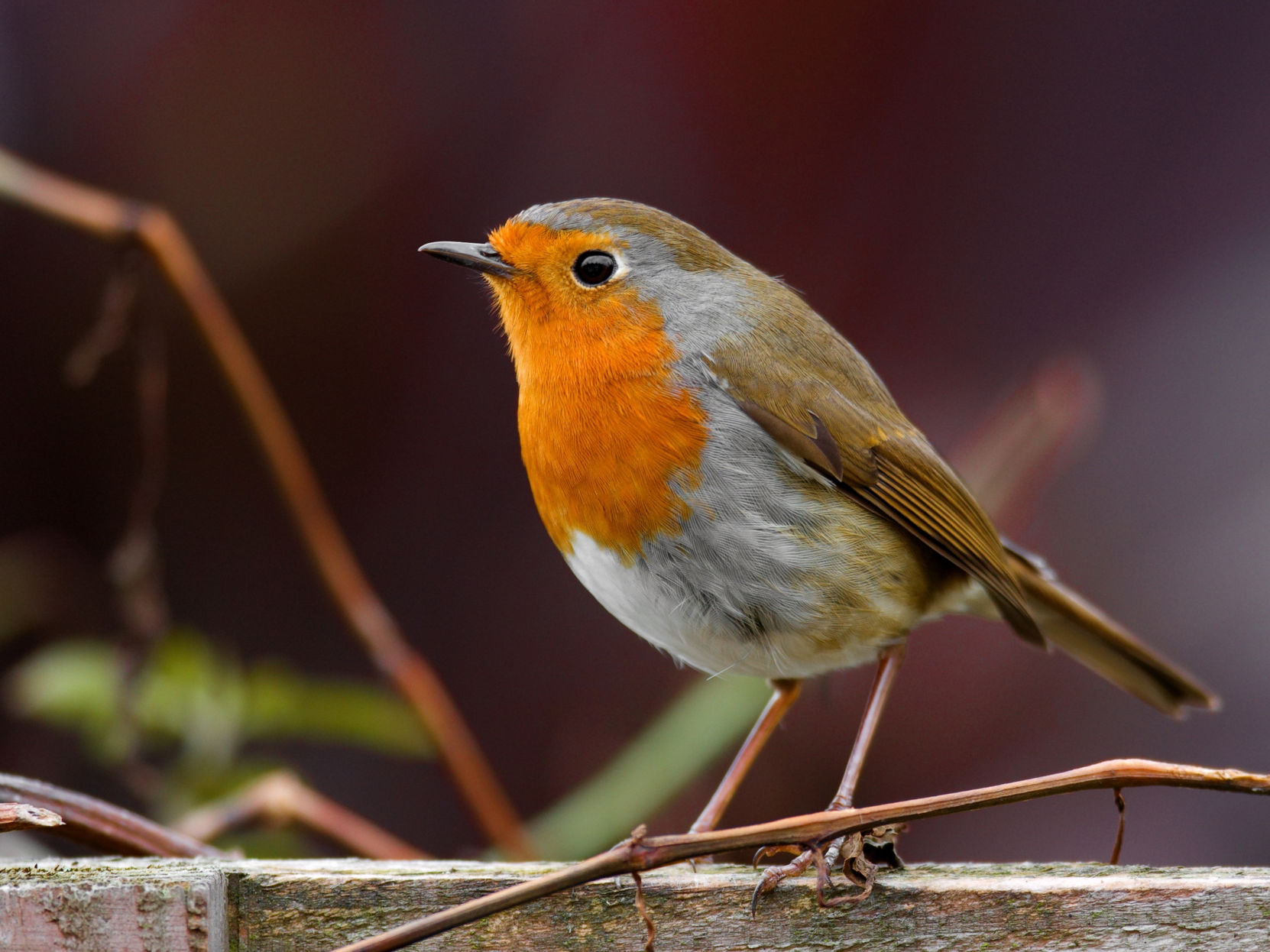 Killing a robin